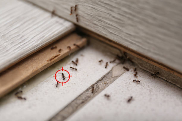 Best Emergency Pest Control  in Burien, WA