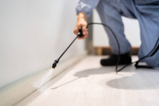 Best Termite Control Services  in Burien, WA