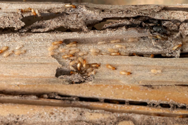 Best Pest Inspection Near Me  in Burien, WA